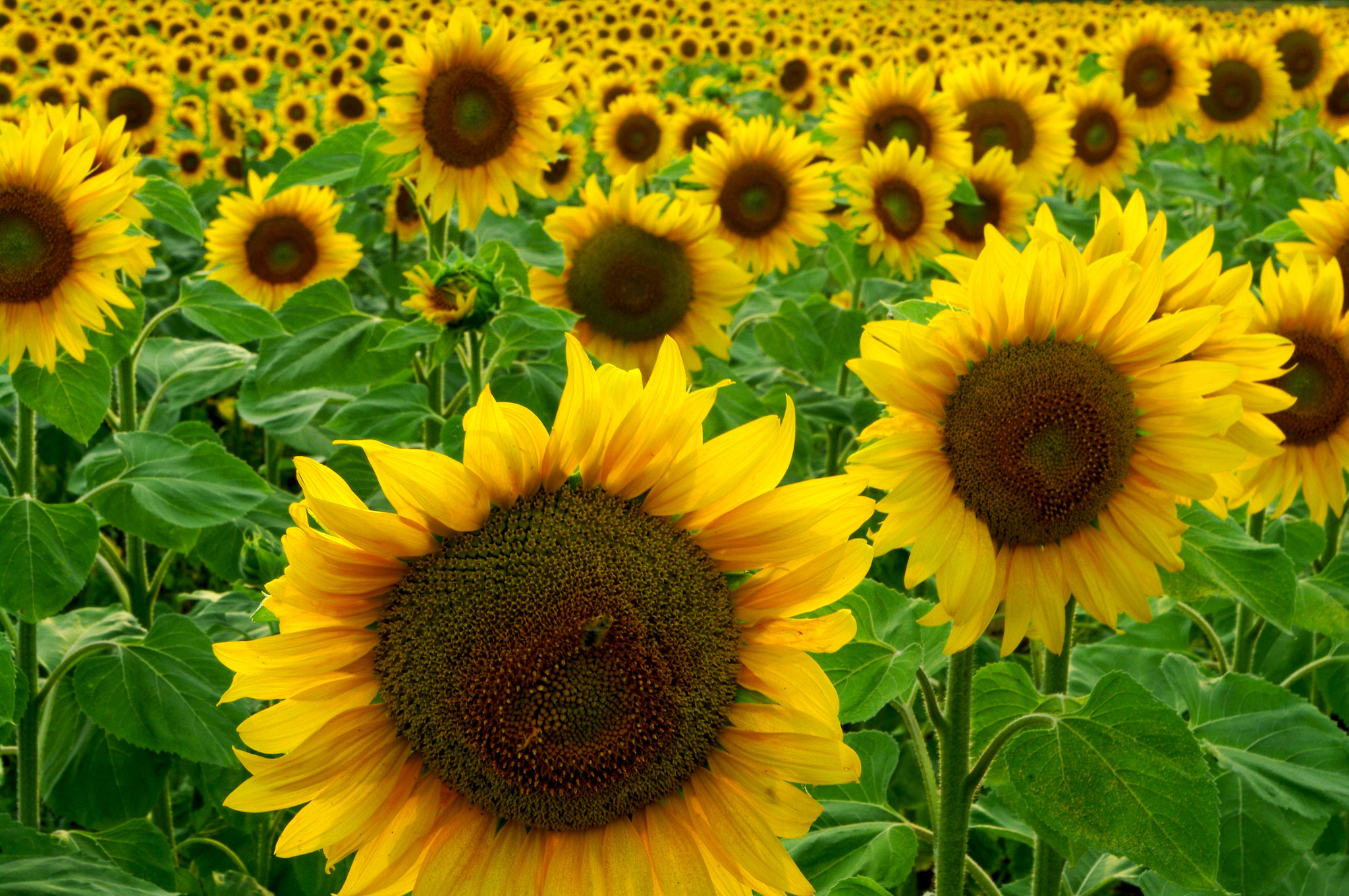 Growing Sunflowers How To Grow And Care For Sunflower Plants The ...