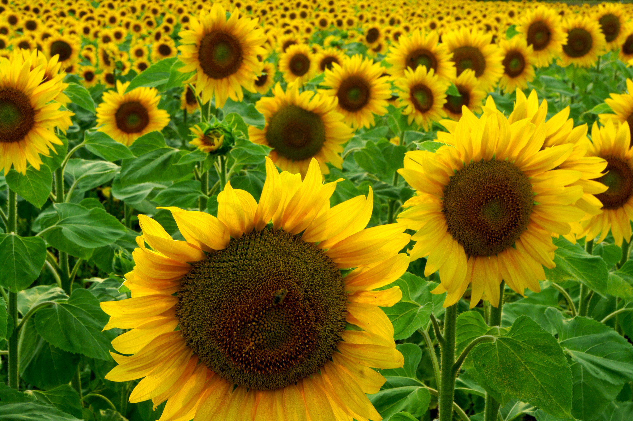 How To Grow And Care For A Sunflower Plant