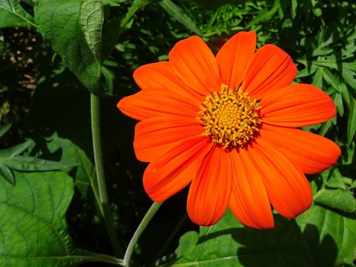 How to Grow Mexican Sunflowers?