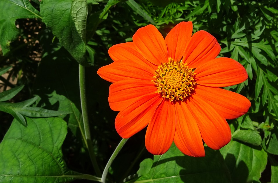 How to Grow Mexican Sunflowers?