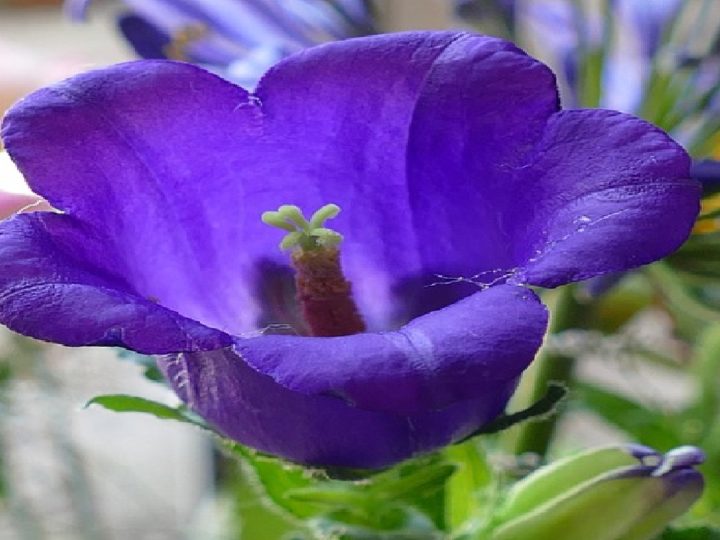 Canterbury Bells Plant Profile