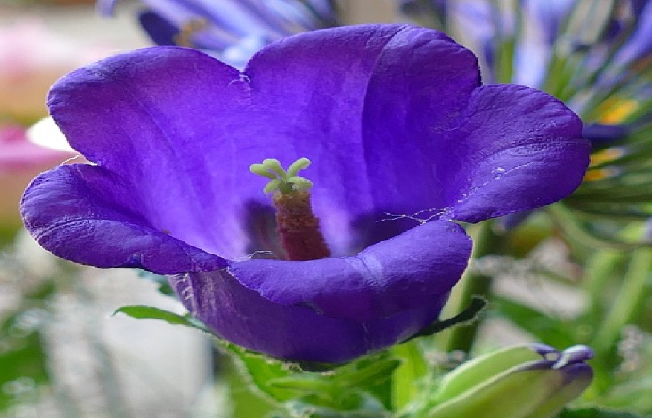 Canterbury Bells Plant Profile