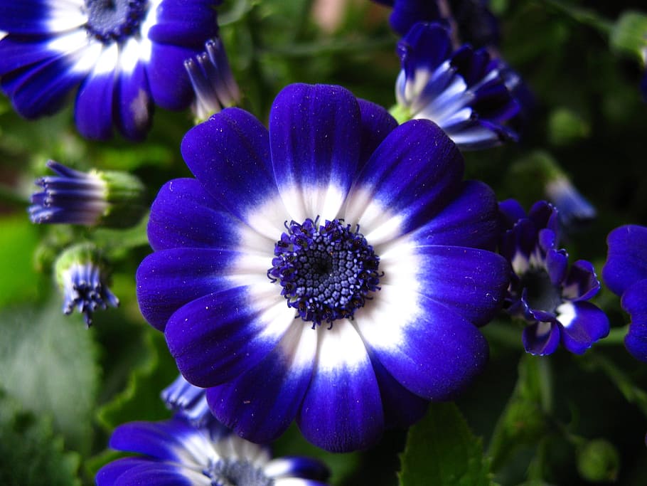 Cineraria Plant Profile