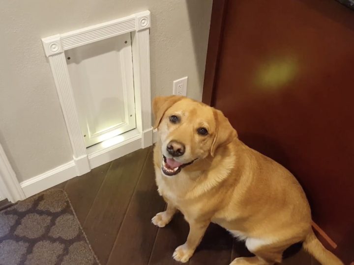 How to Install a Pet Door