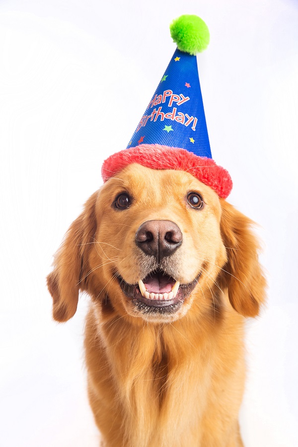 How to Throw a Dog Themed Birthday Party? It’s a Paw Time!