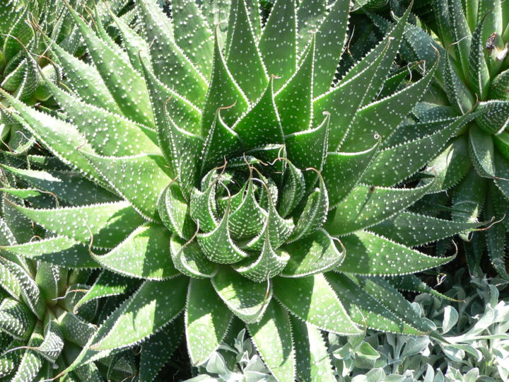 Different Types of Aloe Vera Plants – Get To Learn About Aloe Vera Species