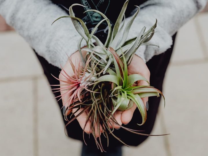 Different Types Of Air Plants That You Can Plant Inside Your House