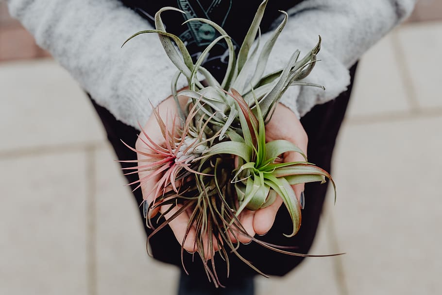 Different Types Of Air Plants That You Can Plant Inside Your House