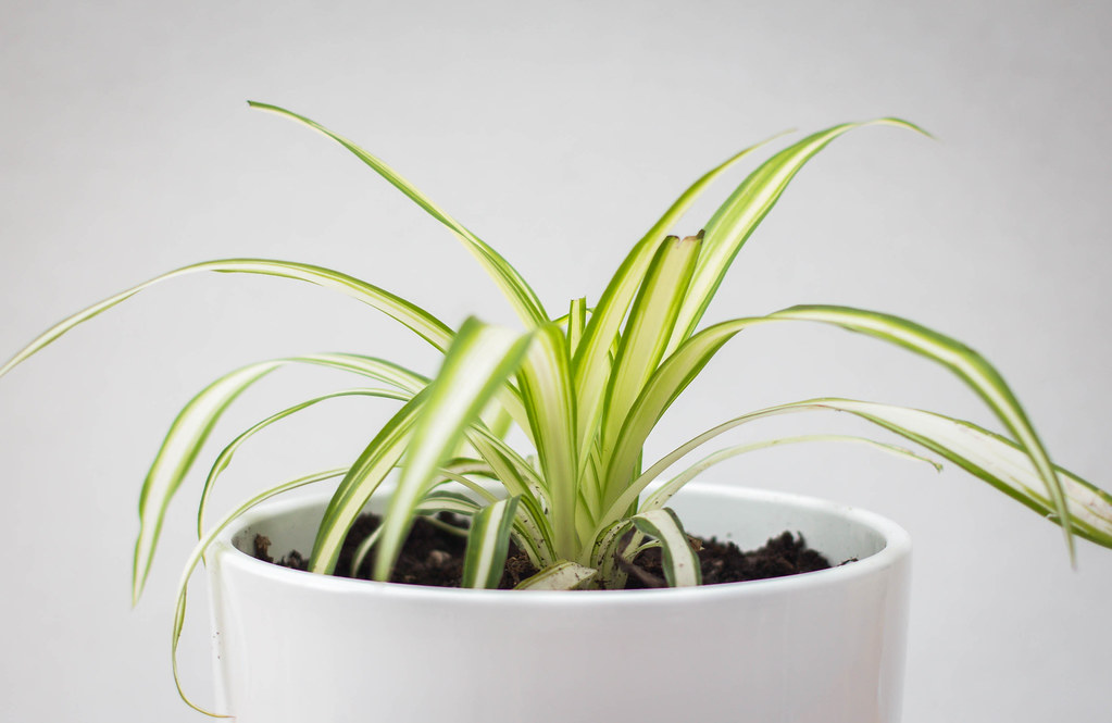 Feng Shui Plants to Bring Good Luck in Your House House Decorz
