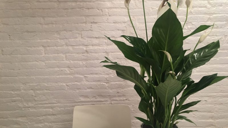 Feng Shui Plants to Bring Good Luck