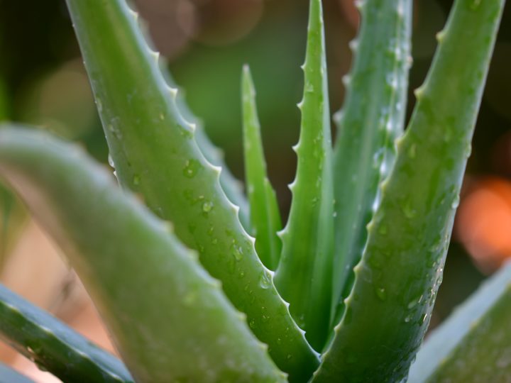 How To Care For Aloe Vera Plants: Must Know