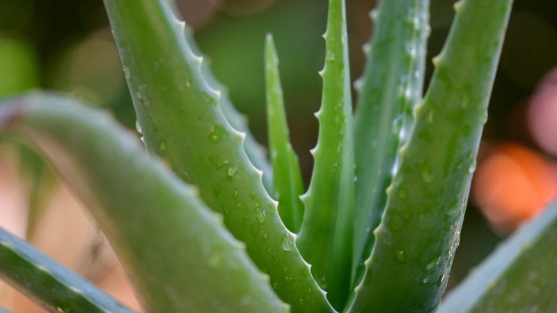 How To Care For Aloe Vera Plants: Must Know