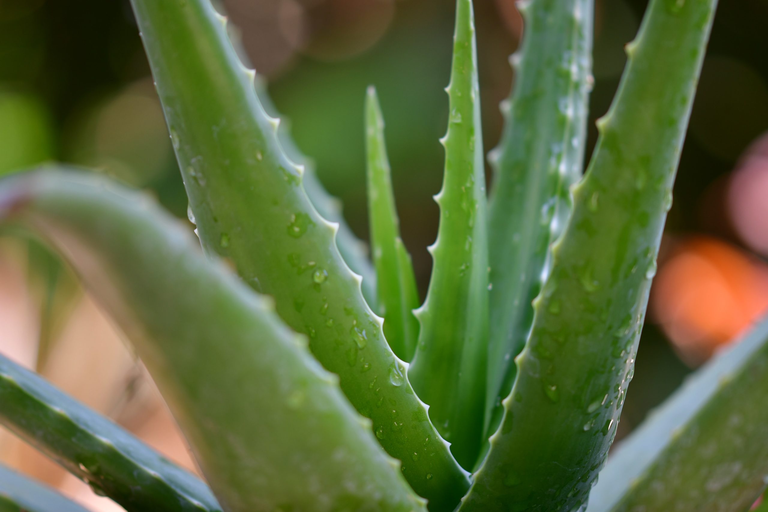 How To Care For Aloe Vera Plants: Must Know