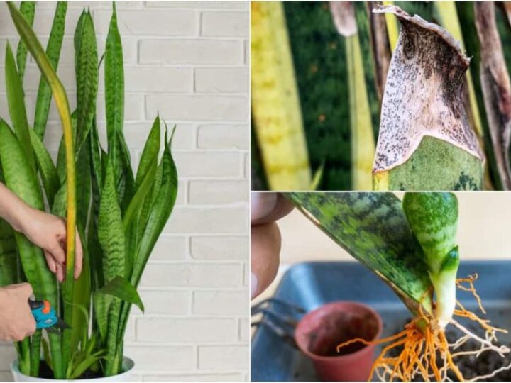 How To Propagate Snake Plant – 4 Easy Methods