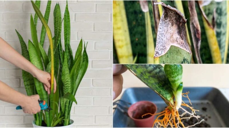 How To Propagate Snake Plant – 4 Easy Methods