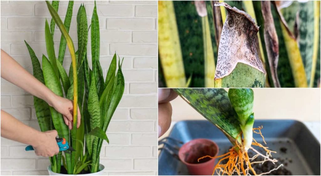 How To Propagate Snake Plant – 4 Easy Methods