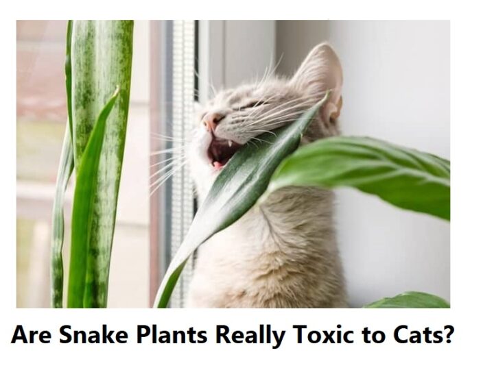 Are Snake Plants Really Toxic to Cats?