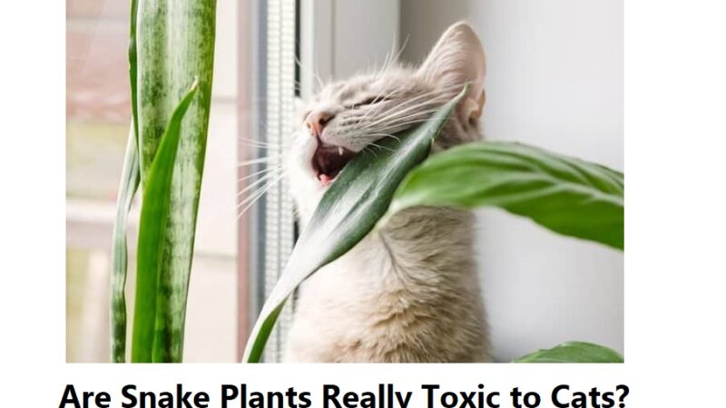 Are Snake Plants Really Toxic to Cats?