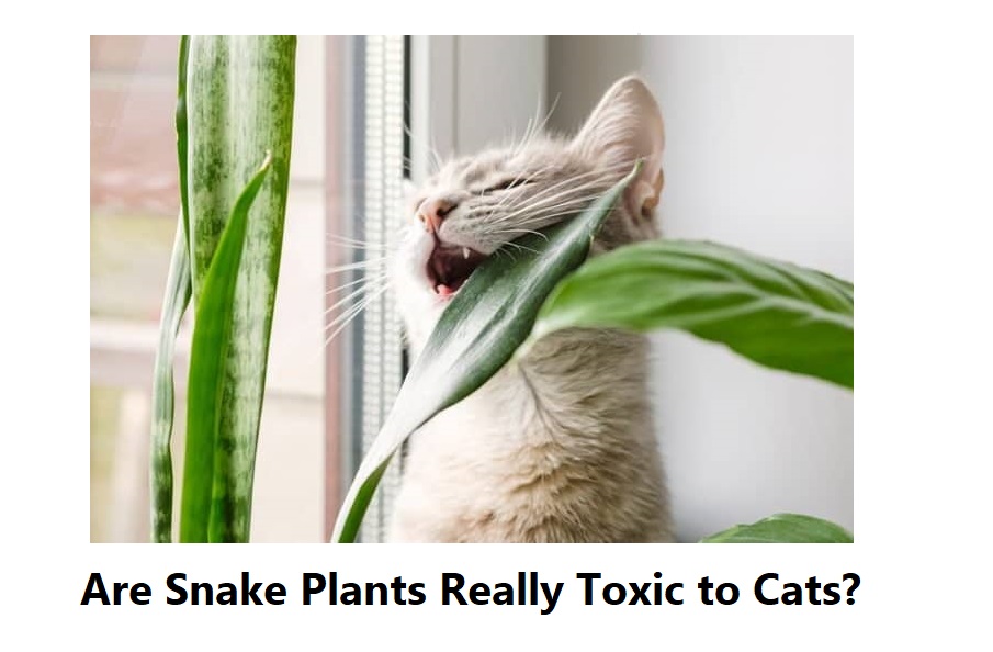 Are Snake Plants Really Toxic to Cats?