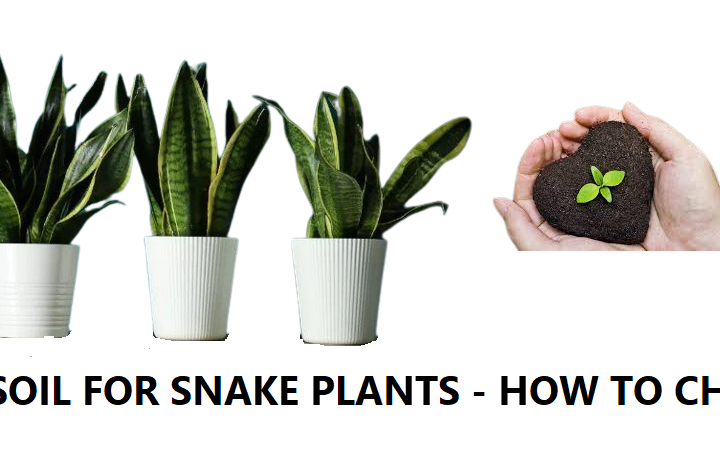 How To Choose The Best Soil for Snake Plant