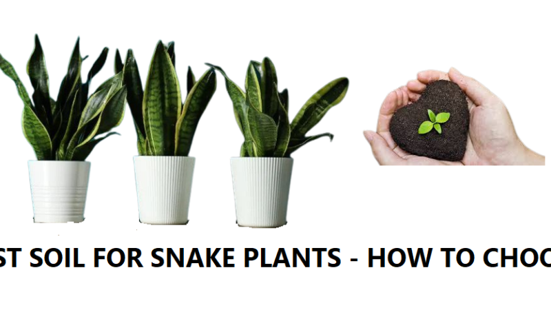 How To Choose The Best Soil for Snake Plant