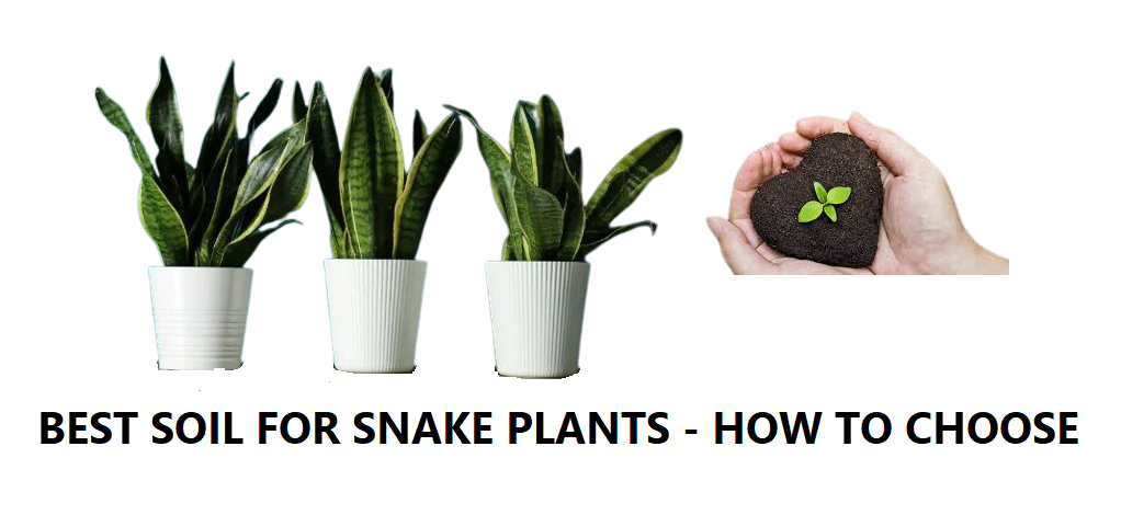 How To Choose The Best Soil for Snake Plant