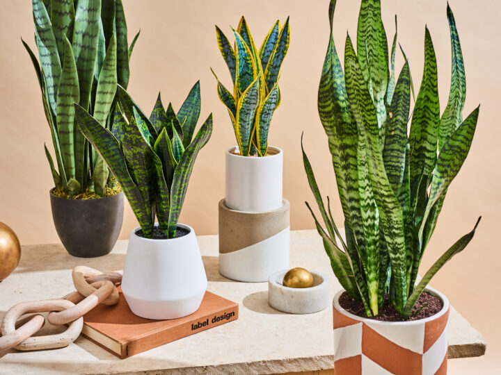 A Complete Guide to Snake Plant Care