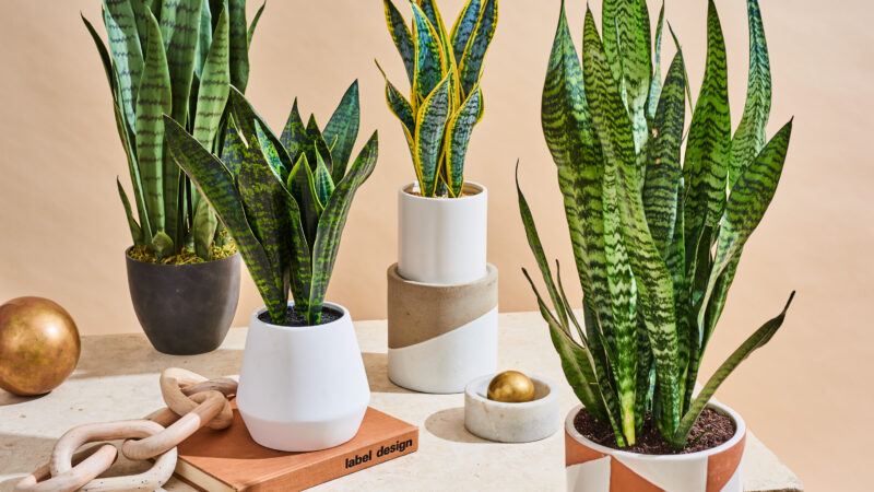 A Complete Guide to Snake Plant Care