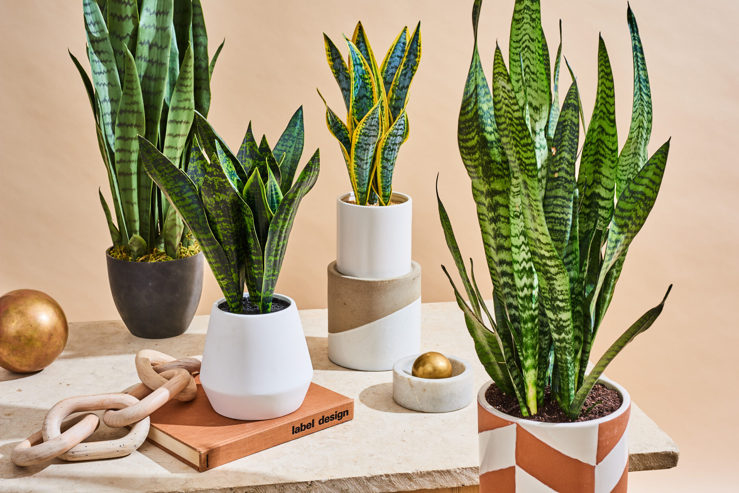 A Complete Guide to Snake Plant Care