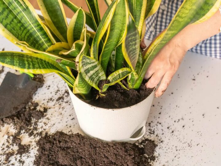 Dracaena Trifasciata AKA Mother-In-Law’s Tongue