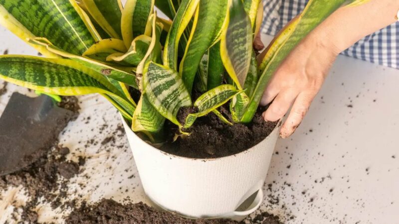 Dracaena Trifasciata AKA Mother-In-Law’s Tongue