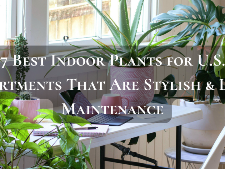 7 Best Indoor Plants for U.S. Apartments That Are Stylish & Low-Maintenance