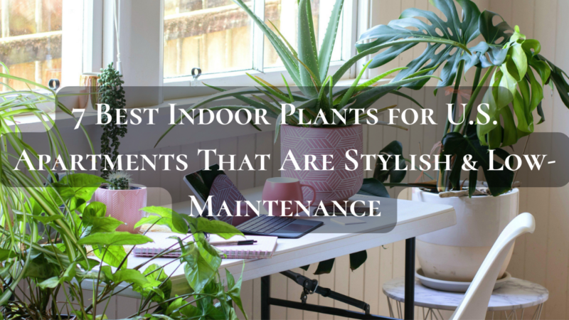 7 Best Indoor Plants for U.S. Apartments That Are Stylish & Low-Maintenance