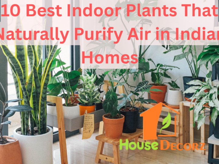 10 Best Indoor Plants That Naturally Purify Air in Indian Homes