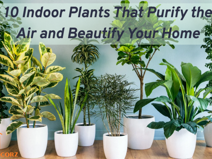 10 Indoor Plants That Purify the Air and Beautify Your Home