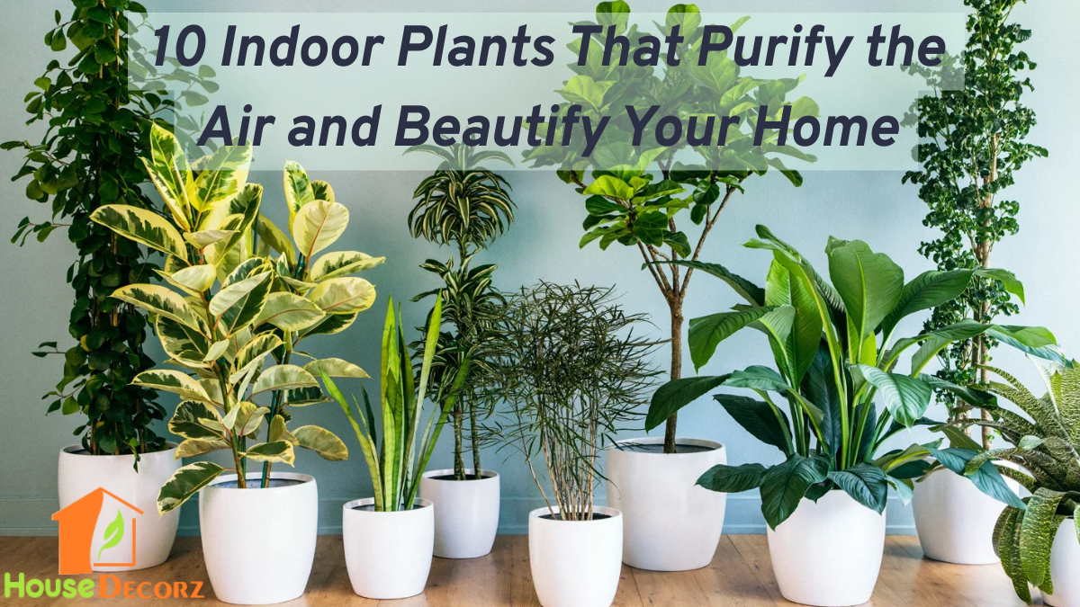 10 Indoor Plants That Purify the Air and Beautify Your Home