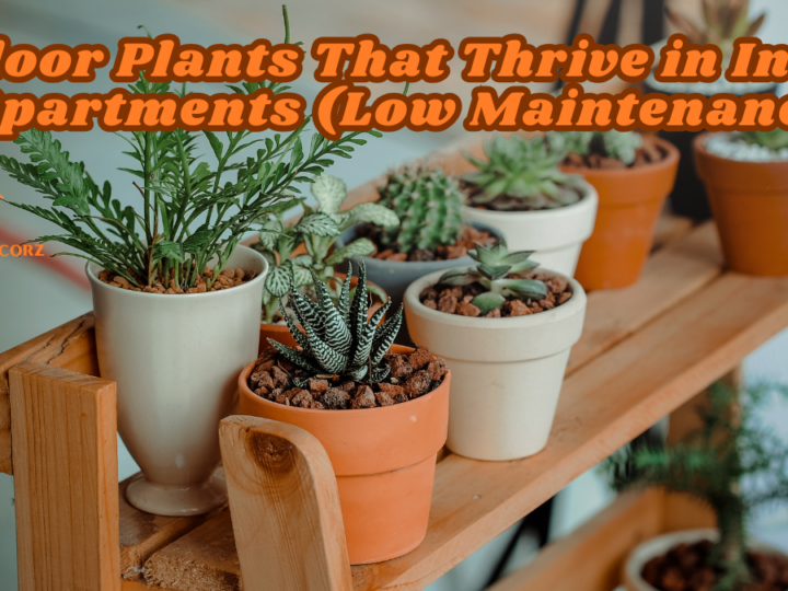 Indoor Plants That Thrive in Indian Apartments (Low Maintenance)