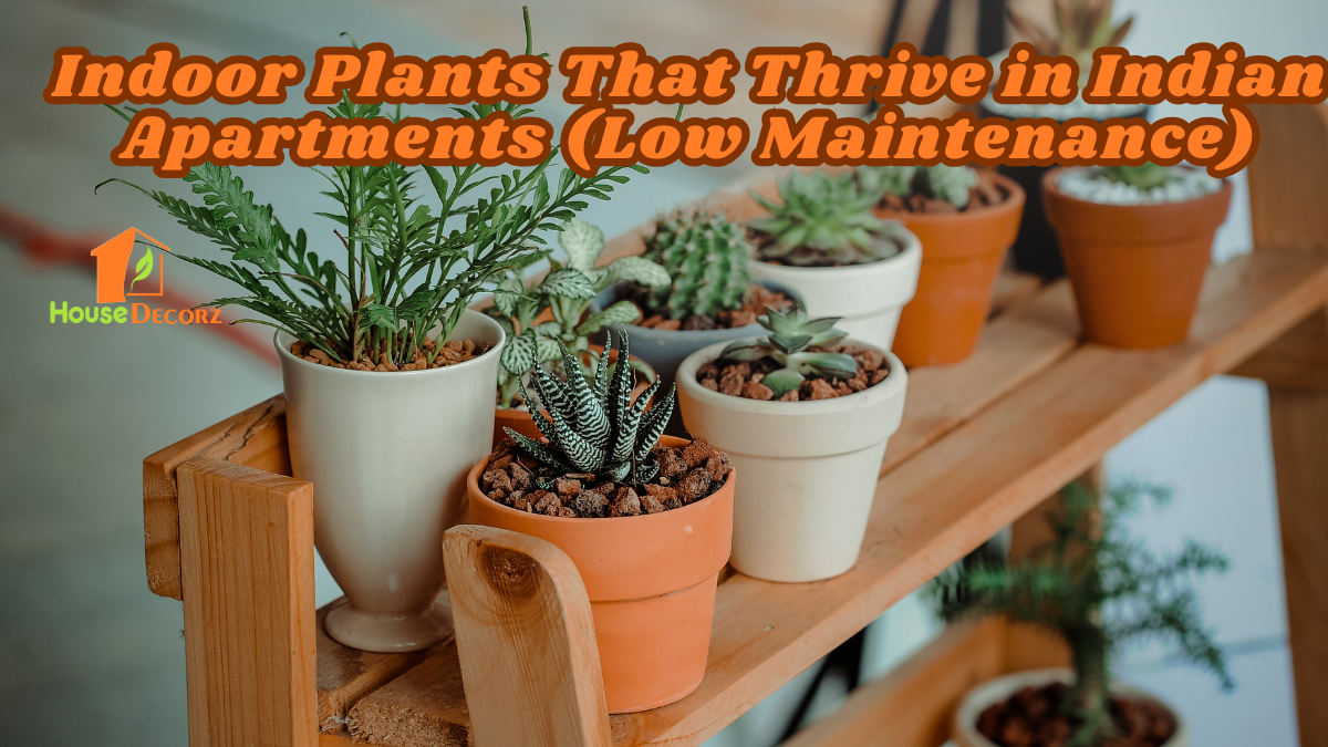 Indoor Plants That Thrive in Indian Apartments (Low Maintenance)